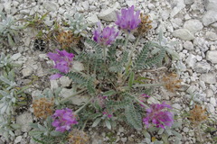 Astragalus onobrychioides
