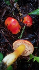 Hygrocybe splendidissima