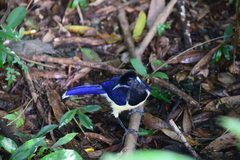 Cyanocorax chrysops