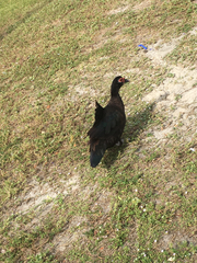 Cairina moschata domestica