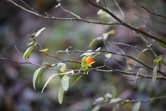 Magnoliopsida