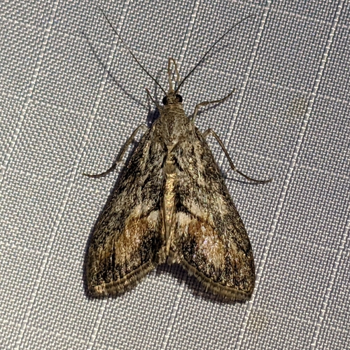 Brown-patched Evergestis photo 5
