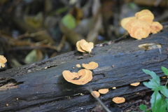 Fungi