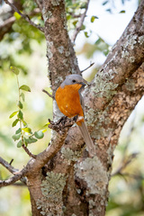 Melaenornis semipartitus