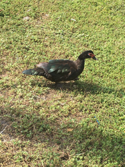 Cairina moschata domestica