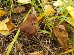 Inocybe calospora