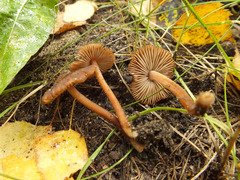 Inocybe calospora
