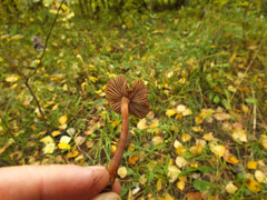 Inocybe calospora