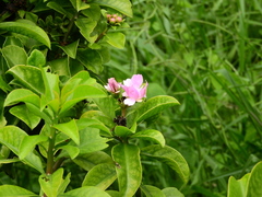 Pereskia grandifolia