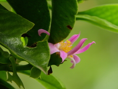 Pereskia grandifolia