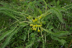 Astragalus polyphyllus