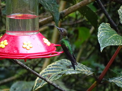 Heliodoxa leadbeateri