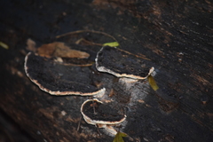 Fungi
