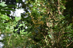 Magnoliopsida