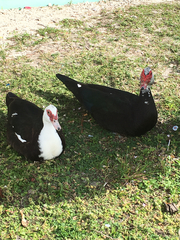 Cairina moschata domestica