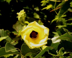 Hibiscus ludwigii