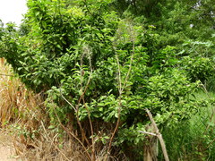 Pereskia grandifolia