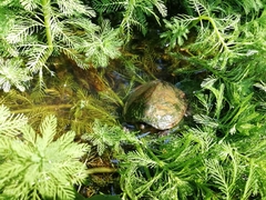 Kinosternon herrerai