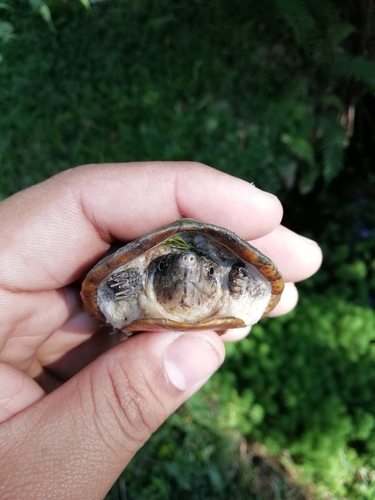 Herrera's Mud Turtle