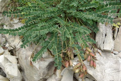 Astragalus salatavicus