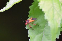 Hypselonotus bitrianguliger
