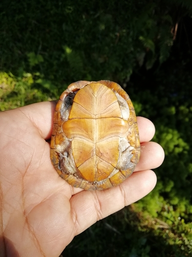 Herrera's Mud Turtle