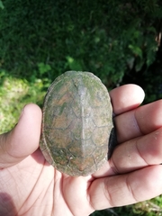 Kinosternon herrerai