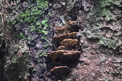 Fungi