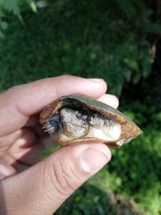 Kinosternon herrerai