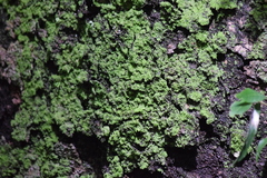 Bryophyta