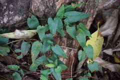 Magnoliopsida