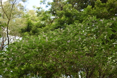 Magnoliopsida