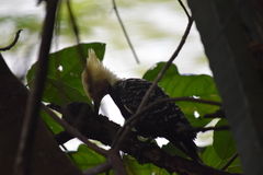 Celeus flavescens