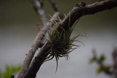 Tillandsia