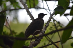 Turdus rufiventris