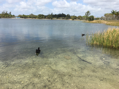 Cairina moschata domestica