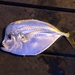 Atlantic Moonfish - Photo (c) Brayden Paulk, some rights reserved (CC BY-NC), uploaded by Brayden Paulk