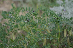 Astragalus guttatus