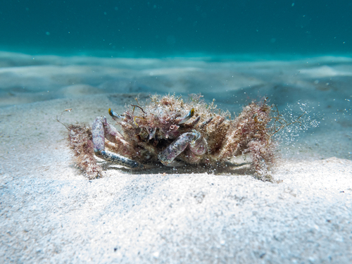 Lesser Spider Crab