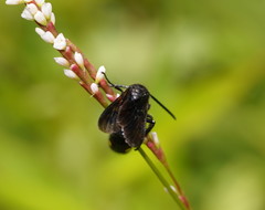 Laeviscolia frontalis