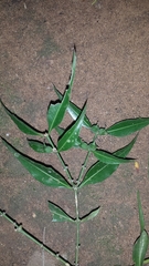 Buxus moratii