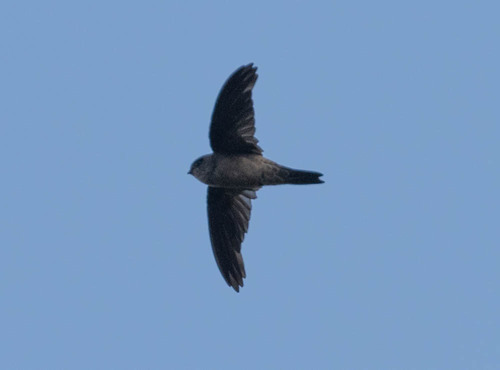 Uniform Swiftlet (Aerodramus vanikorensis), photo 5