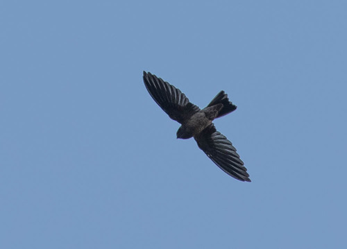Uniform Swiftlet (Aerodramus vanikorensis), photo 6
