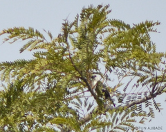 Coracias cyanogaster