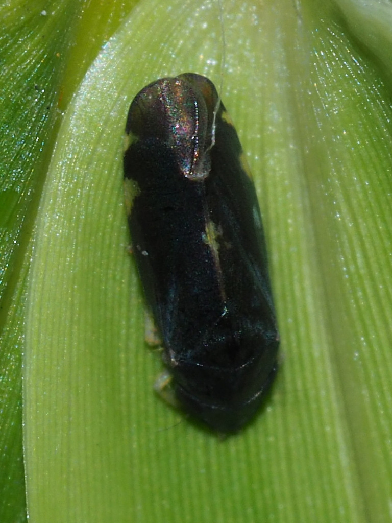 Mukaria nigra