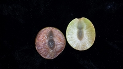 Commiphora fraxinifolia