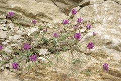 Astragalus bungeanus