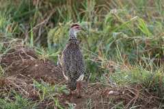 Pternistis clappertoni