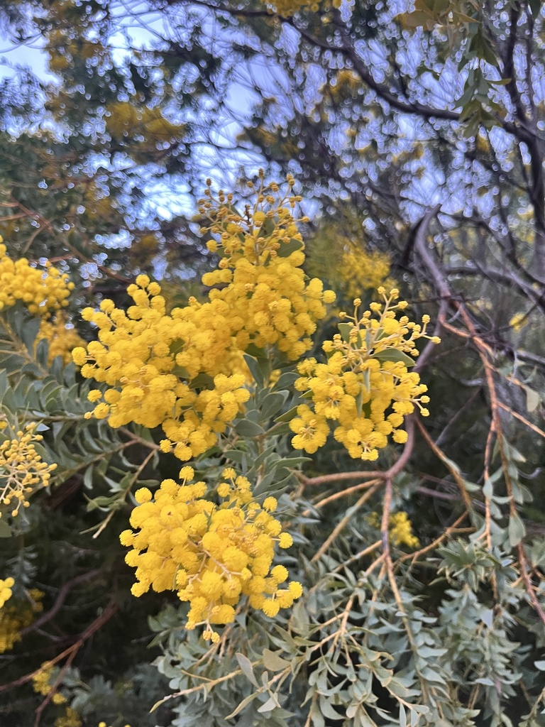 Knifeleaf Wattle from Tasmania, Four Mile Creek, TAS, AU on August 25