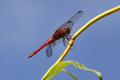 Orthemis nodiplaga